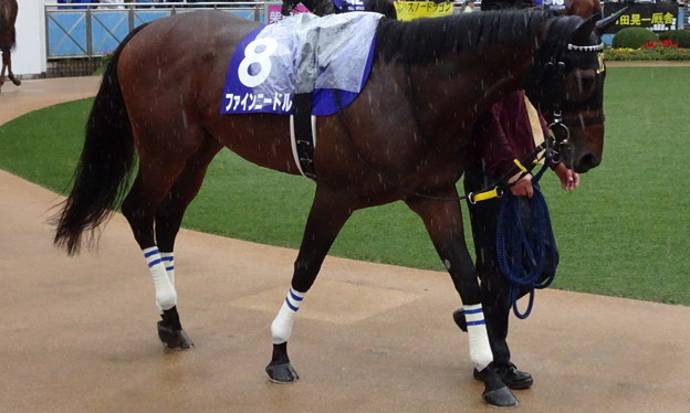 ﾌｧｲﾝﾆｰﾄﾞﾙ(4回中山9日 11R 第52回 ｽﾌﾟﾘﾝﾀｰｽﾞｽﾃｰｸｽ(GI)出走馬)