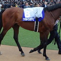ﾌﾞﾗｽﾄﾜﾝﾋﾟｰｽ(5回中山8日 11R 第63回ｸﾞﾗﾝﾌﾟﾘ 有馬記念(GI)出走馬)