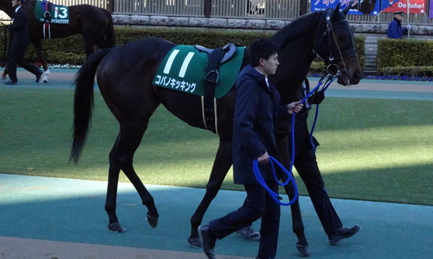 ｺﾊﾟﾉｷｯｷﾝｸﾞ(1回東京2日 11R 第33回 根岸ｽﾃｰｸｽ(GIII)出走馬)