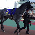 Photos: ｵﾒｶﾞﾊﾟﾌｭｰﾑ(16回大井4日 農林水産大臣賞典 第64回 東京大賞典(GI)出走馬)