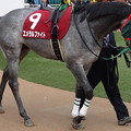 Photos: ｴﾒﾗﾙﾌｧｲﾄ(2回中山8日 11R 第68回 ﾌｼﾞﾃﾚﾋﾞ賞ｽﾌﾟﾘﾝｸﾞｽﾃｰｸｽ(GII)出走馬)