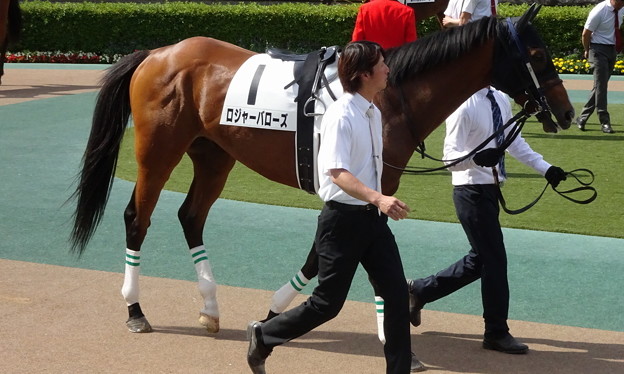 ﾛｼﾞｬｰﾊﾞﾛｰｽﾞ(2回東京12日 11R 第86回 東京優駿 日本ﾀﾞｰﾋﾞｰ(GI)出走馬)