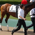 Photos: ﾛｼﾞｬｰﾊﾞﾛｰｽﾞ(2回東京12日 11R 第86回 東京優駿 日本ﾀﾞｰﾋﾞｰ(GI)出走馬)
