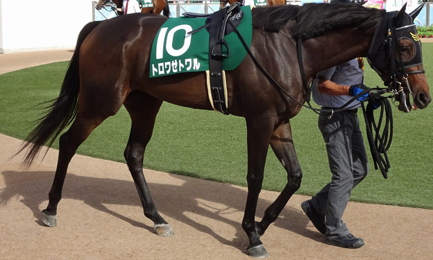 ﾄﾛﾜｾﾞﾄﾜﾙ(4回中山2日 11R 第64回 京成杯ｵｰﾀﾑﾊﾝﾃﾞｷｬｯﾌﾟ(GIII)出走馬)