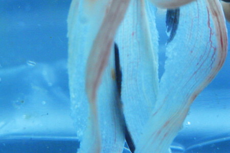 RIMG0013