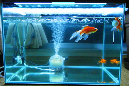 金魚水槽