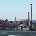 河津の海と桜