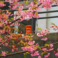 桜と丸ポスト　静岡県　００１