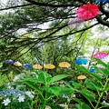 千葉公園 紫陽花とアンブレラ