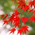 Photos: 秋月の紅葉