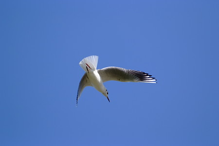DSCF0597
