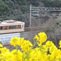 神戸総合運動公園　菜の花と北神急行7000系