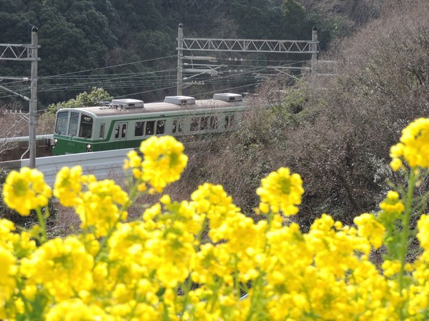 神戸総合運動公園 菜の花と神戸市交1000系 写真共有サイト フォト蔵