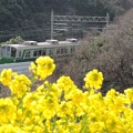 Photos: 神戸総合運動公園　菜の花と神戸市交1000系