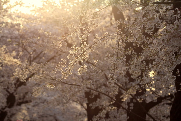 光の中の桜