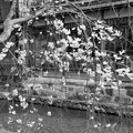 Photos: Spring of Gion