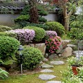 Photos: 庭の前栽　190430