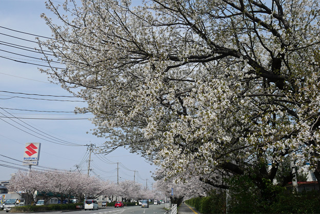 健軍自衛隊通りの桜(9)
