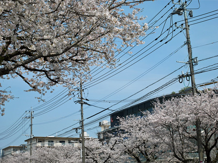 健軍自衛隊通りの桜(7)