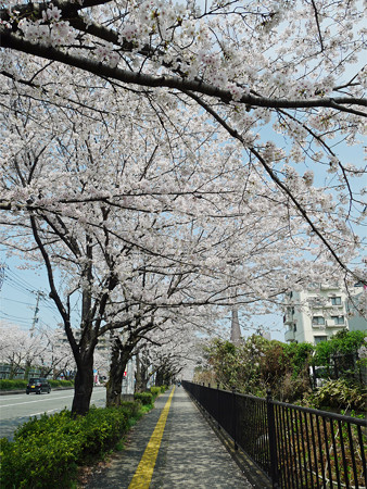 健軍自衛隊通りの桜(6)