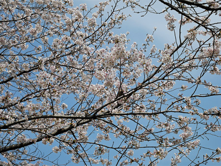 健軍自衛隊通りの桜(5)