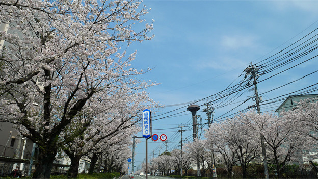健軍自衛隊通りの桜(3)