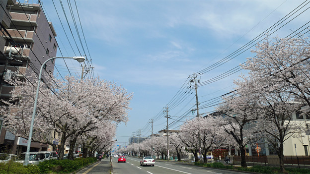 健軍自衛隊通りの桜(2)