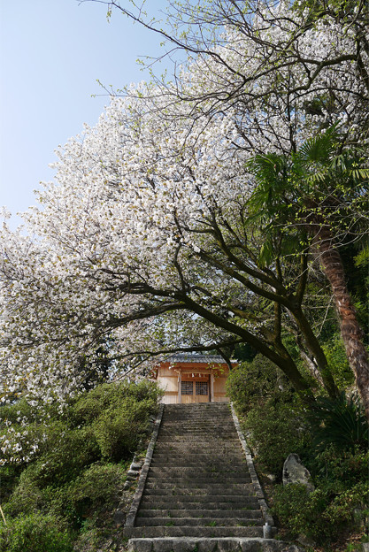 仁比山神社の仁王門少し手前、もみじの湯の入口付近の八重桜(4)