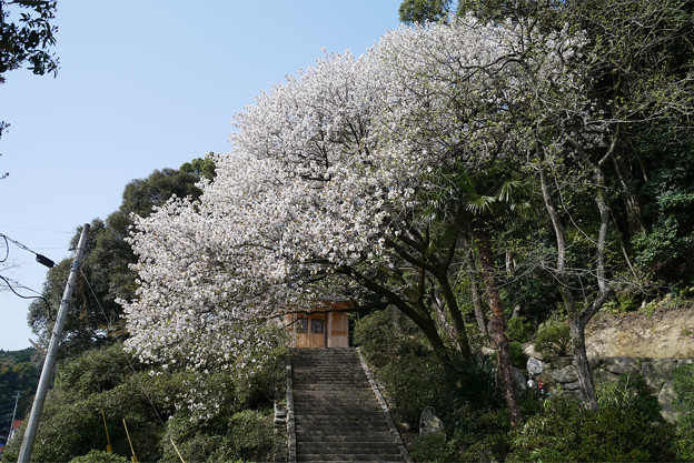 仁比山神社の仁王門少し手前、もみじの湯の入口付近の八重桜(3)