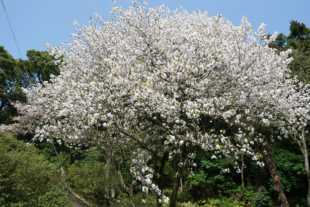 仁比山神社の仁王門少し手前、もみじの湯の入口付近の八重桜(2)