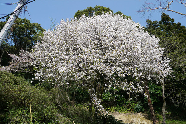 仁比山神社の仁王門少し手前、もみじの湯の入口付近の八重桜(1)