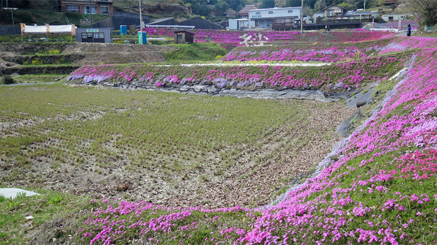 大道理芝桜まつり (7)