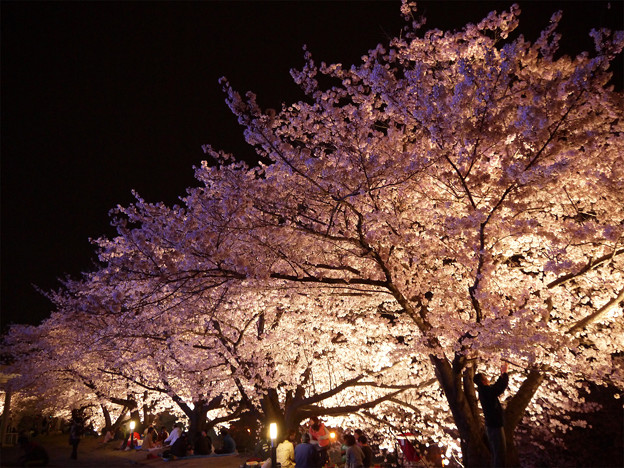 サンレイクかすやの夜桜 (10)