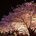 サンレイクかすやの夜桜 (10)