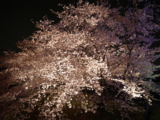 サンレイクかすやの夜桜 (8)