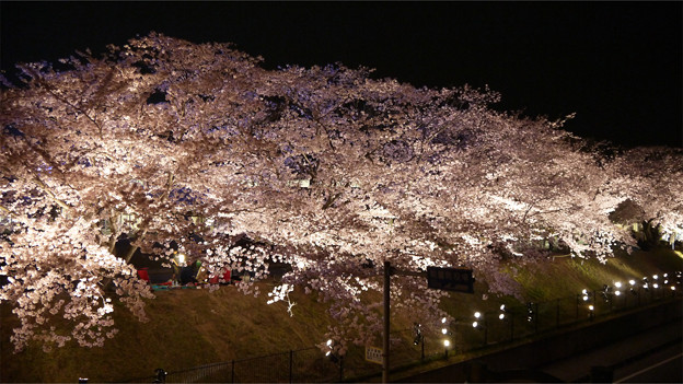 サンレイクかすやの夜桜 (6)