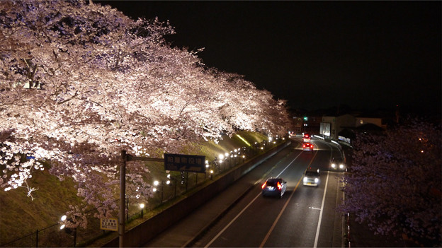 サンレイクかすやの夜桜 (5)