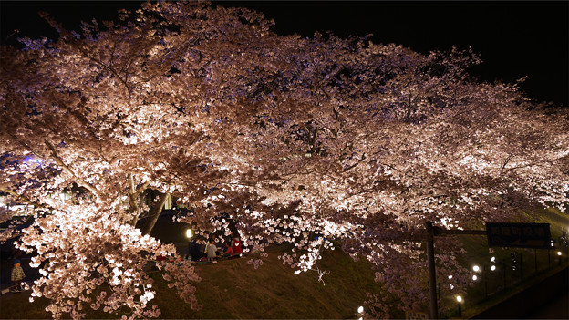 サンレイクかすやの夜桜 (4)