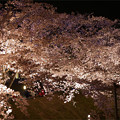 サンレイクかすやの夜桜 (4)