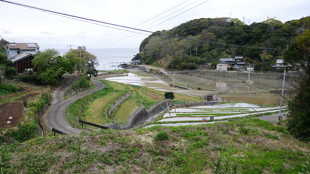 平戸市・春日集落の棚田(三界萬霊塔付近から見る)