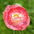 IMGP6636
