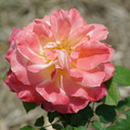 IMGP6681