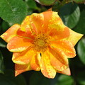 IMGP6697