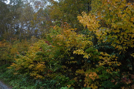DSC06418