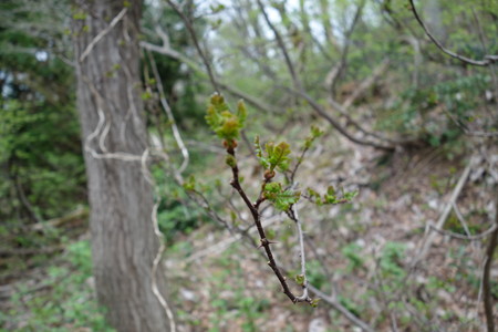 DSC00716