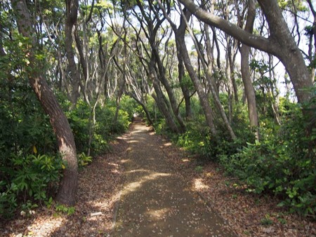toumeisaki_taiji16