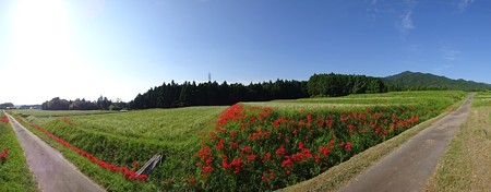 anounosobabatake_p12