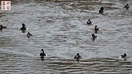 大池親水公園02