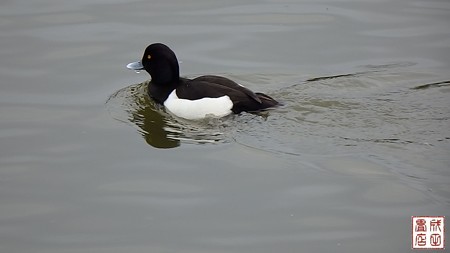 大池親水公園03