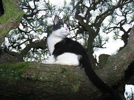 ハナシロ　栗林公園的猫松
